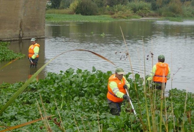 El PSOE de Badajoz propone acumular el camalote retirado en las Cuestas de Orinaza