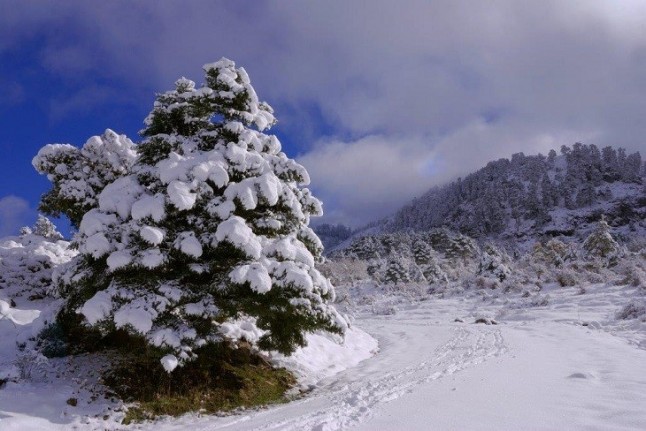 Bienvenidos al Parque Nacional de la Sierra de las Nieves (Málaga)