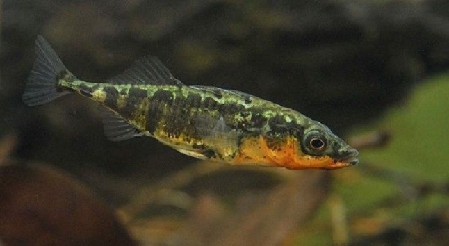 Especies marinas de peces se adaptan a ecosistemas de agua dulce y colonizan ríos y lagos