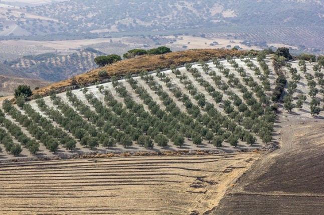 La tierra cultivada en España es insuficiente para abastecer el consumo del país