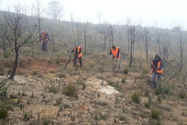 El sector forestal lanza un innovador proyecto de siembra en zonas afectadas por incendios