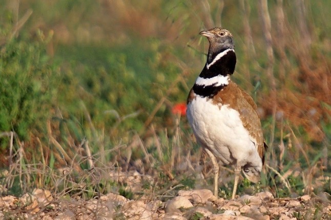 El sisón común víctima del ruido
