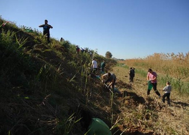 Voluntarios establecen un nuevo bosque de ribera en Lorquí