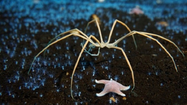 Arañas gigantes de 70 cm