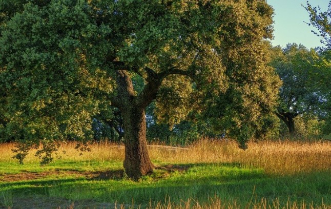 Reconstruyen el transcriptoma de la encina