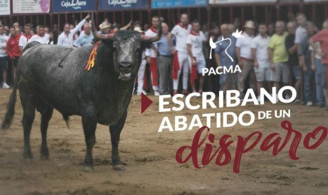 Toro de Coria