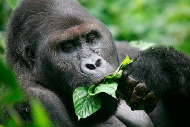 Gorilas velando a sus congéneres fallecidos
