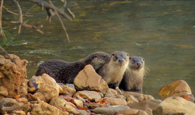 STOP a la captura de nutrias cerca de la piscifactoría de Uña (Cuenca)