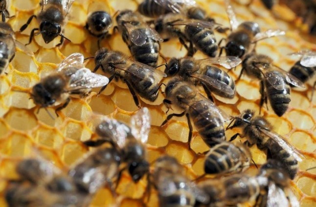 Los plaguicidas tóxicos para las abejas que Europa bendecirá