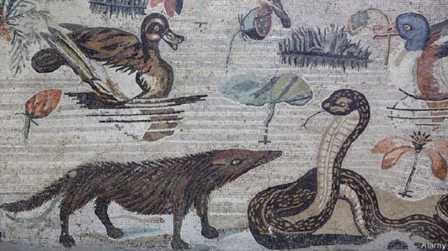 La mangosta común llegó a la Península cinco siglos antes de lo que se creía