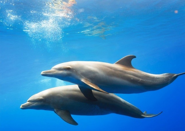 Todos los secretos de cómo bucean los mamíferos marinos