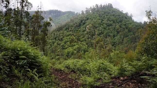 Iniciativa para recuperar el bosque atlántico gallego de Fragas do Mandeo