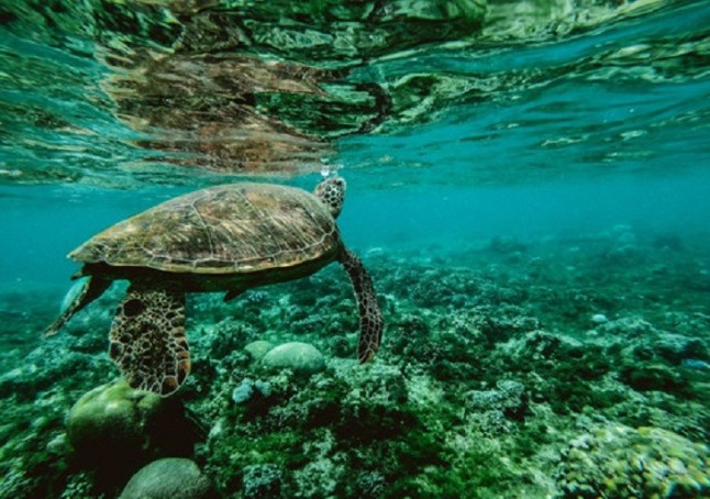 Océanos ‘prostituidos’