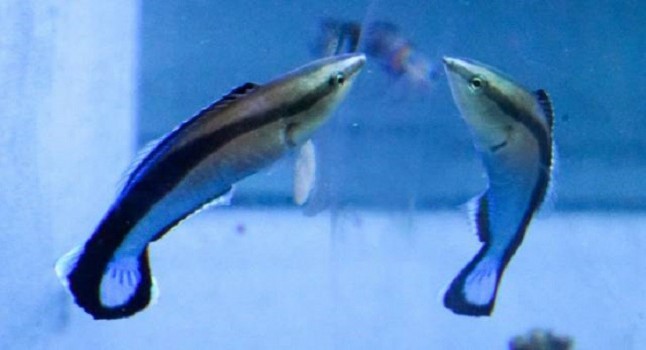 Un pez da intrigantes muestras de reconocerse ante un espejo