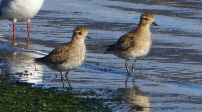 Alumnos del CP Maliayo participan en el proyecto Apadrina un ave de la Ría