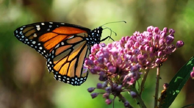 Las mariposas que se extinguieron cuando se marchó el hombre