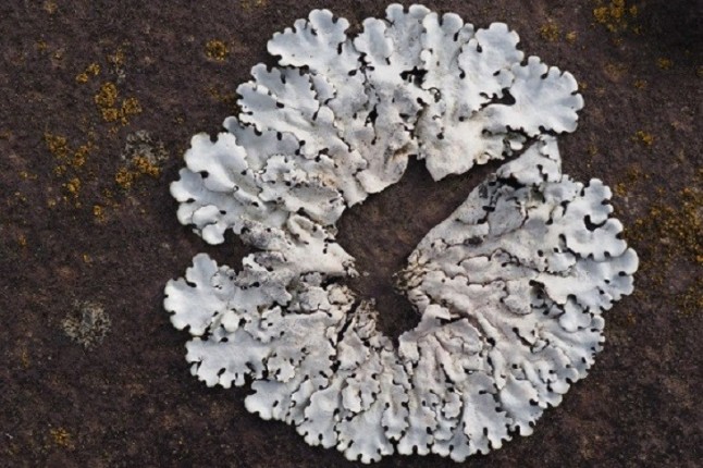 Quieres saber qué líquenes puedes encontrar en tu escuela y ciudad Apúntate al LiquenCity!