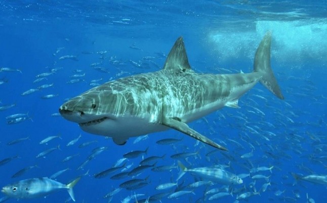 Alegría desatada por la prohibición de cercenar aletas de tiburón en el mediterráneo