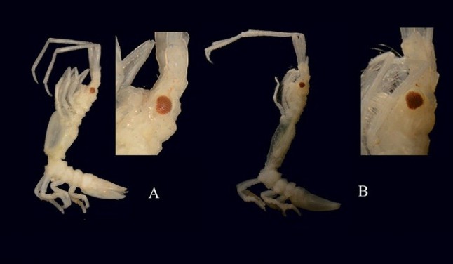 Descrita una nueva especie de crustáceo en el Cantábrico