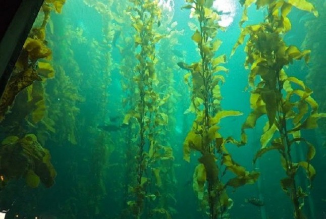 Primer organismo con genes de clorofila que no hacen la fotosíntesis