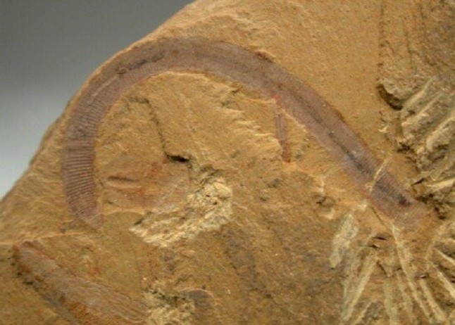 Túneles para gusanos en el inhóspito lecho marino del Cámbrico