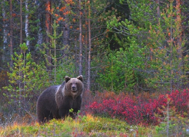 La población de osos pardos en la cordillera Cantábrica en peligro
