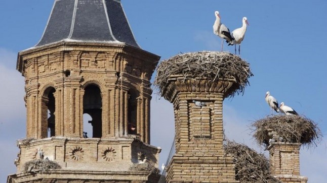Denunciada la destrucción de nidos de cigüeña en la Iglesia de Alcolea de Cinca