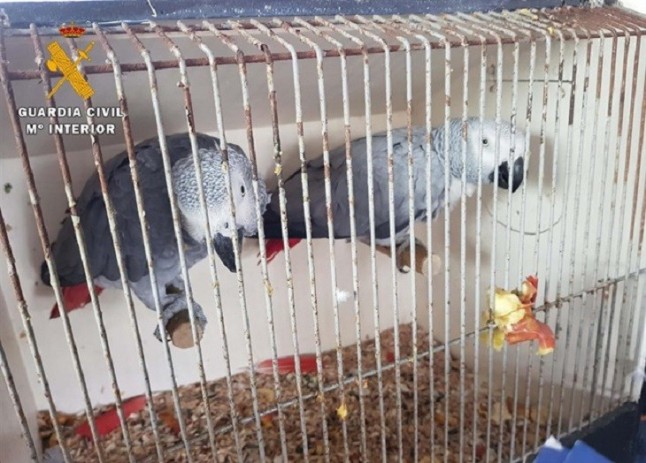 Decomisan cuatro ejemplares de loro protegido en un autobús procedente de Bélgica y destino Marruecos