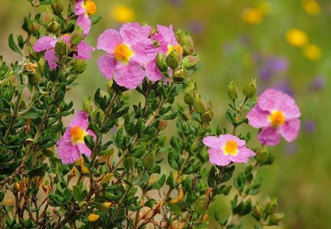 La población de jara de Cartagena cuenta con siete nuevos núcleos poblacionales que suman 273 ejemplares