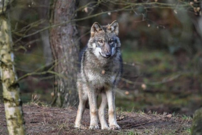 No se puede permitir mas salvajismo con los lobos