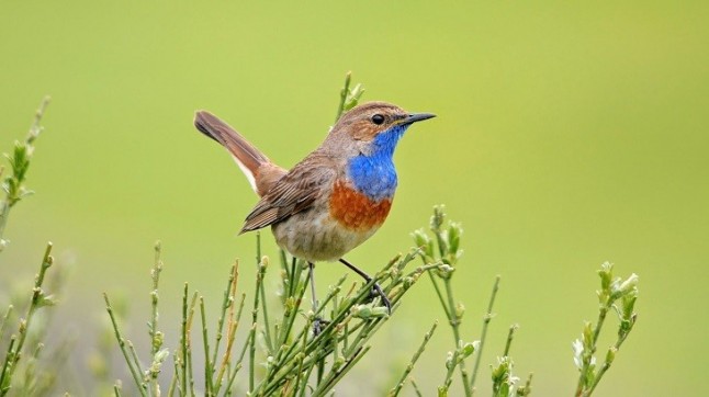 La ONG SEO/BirdLife cumple hoy 65 años