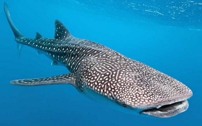 Los tiburones ballena son los más longevos