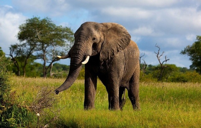 Por qué los elefantes no padecen cáncer