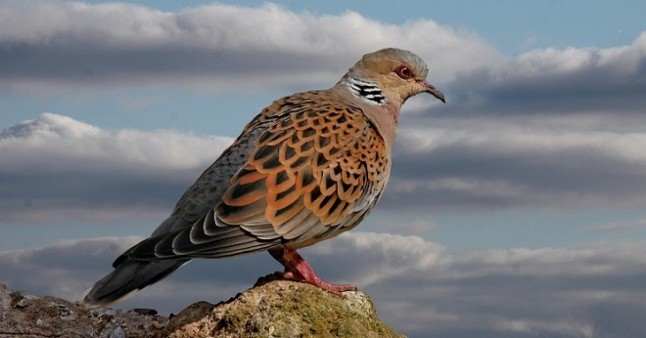 A los cazadores les ‘pone’ abatir a perdigonazos a la tórtola europea