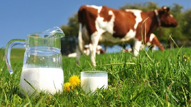 Cantabria se plantea crear un sello de calidad para leche de vaca alimentada con pasto