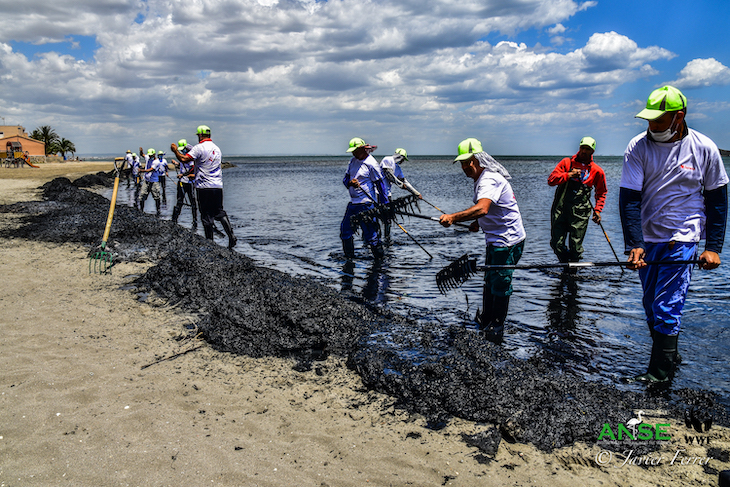 El Mar Menor ante la incertidumbre de una nueva sopa verde