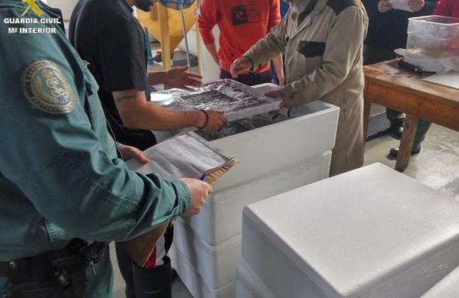 Intervenidos 85 kilogramos de angulas vivas en Los Barrios (Cádiz)