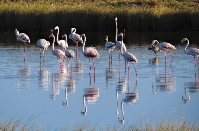 La Eurocámara votará el 21 de marzo el informe que reclama una nueva evaluación medioambiental en Doñana
