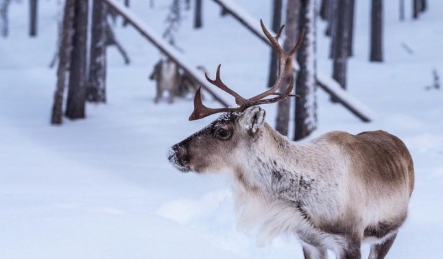 Talan los arboles de los bosques Sápmi