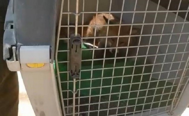 La Junta suelta un ejemplar de zorro y otro de cernícalo recuperados en el CREA de Málaga