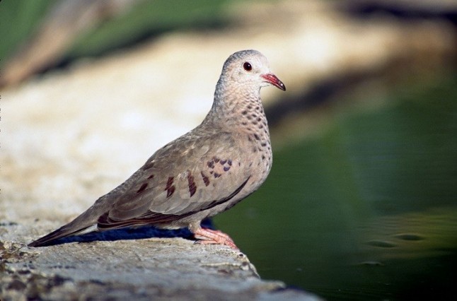 SEO/BirdLife pide a la ciudadanía que salga en defensa de la tórtola