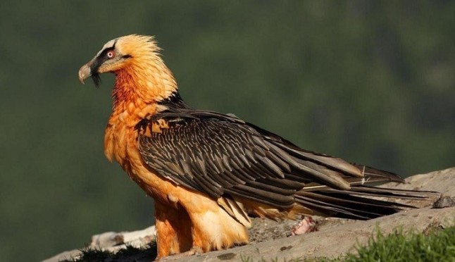 Cinco nuevos quebrantahuesos volarán en Picos de Europa
