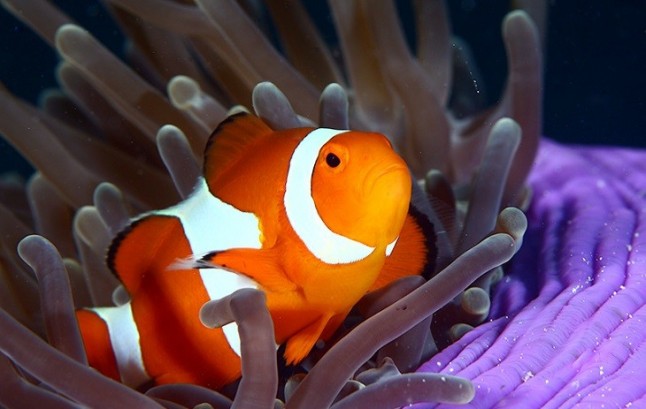 Los espectaculares colores del pez payaso