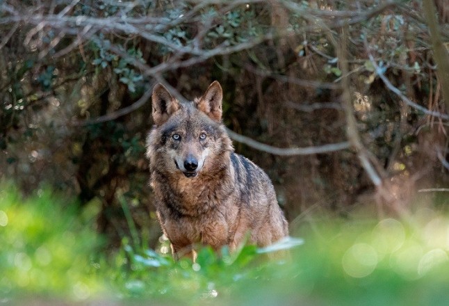 Life Lobo Andalucía presenta dos publicaciones sobre el lobo ibérico y las buenas prácticas de gestión en zonas loberas