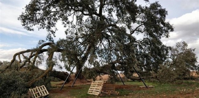 Vecinos recogen firmas para salvar a la encina milenaria Ruli