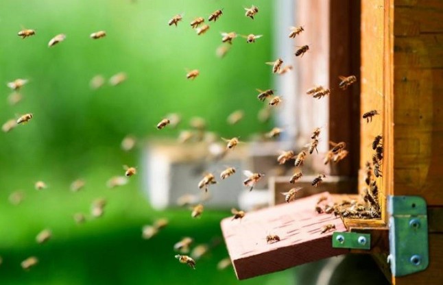 Bruselas registra una iniciativa ciudadana que pide medidas para proteger a las abejas