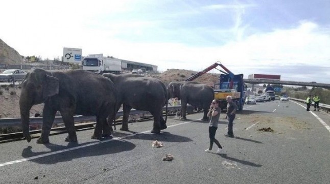 Europa puede y debe prohibir los circos con animales salvajes