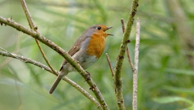 Conoce el proyecto que quiere integrar la gestión de la biodiversidad en la gestión forestal sostenible