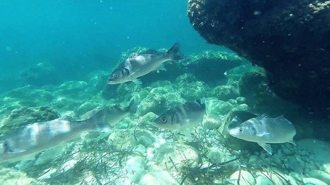 Por qué están perdiendo el olfato los peces