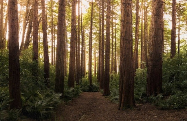 El Parque Natural del Señorío de Bertiz celebra el Día Mundial de los Bosques
